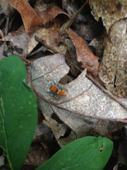 Phidippus whitmani