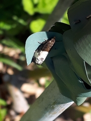 Notocelia cynosbatella