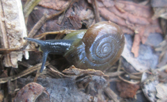 Oxychilus translucidus