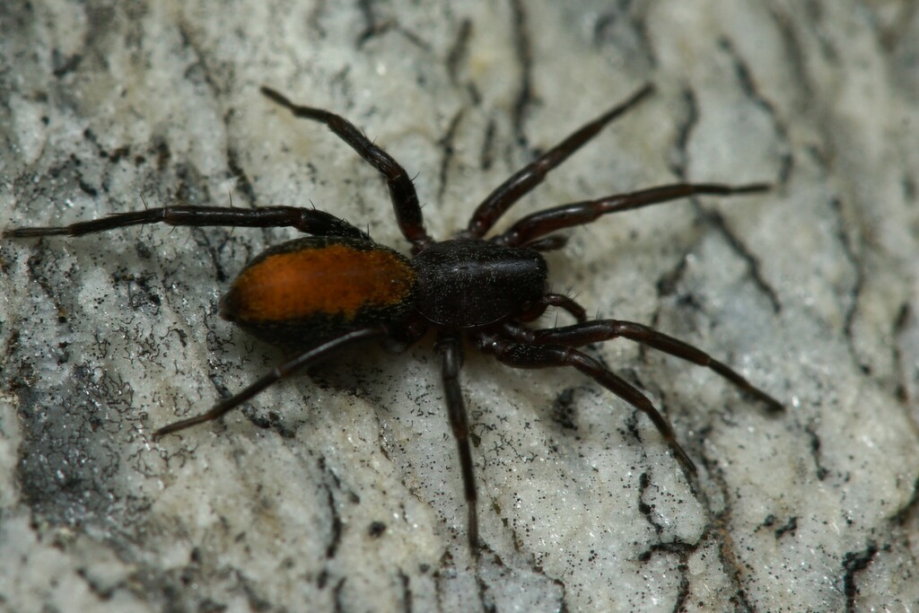 Red-spotted Ant-mimic Sac Spider in May 2024 by Max Ramey · iNaturalist
