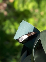 Notocelia cynosbatella