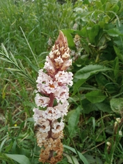 Orobanche crenata