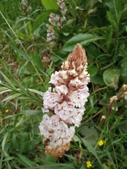 Orobanche crenata