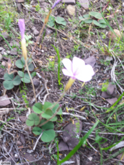 Oxalis eckloniana-nidulans