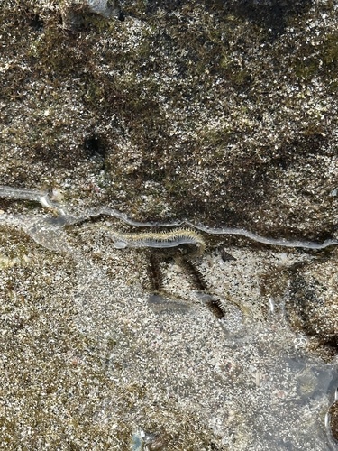Ophiocoma scolopendrina, 2024-05-26