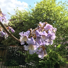Paulownia