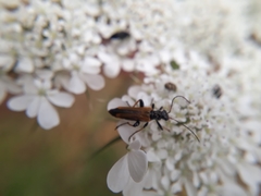 Oedemera simplex