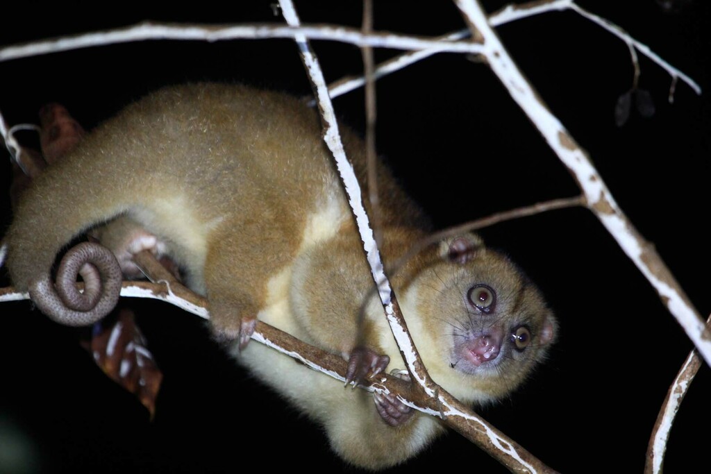 Rothschild's Cuscus