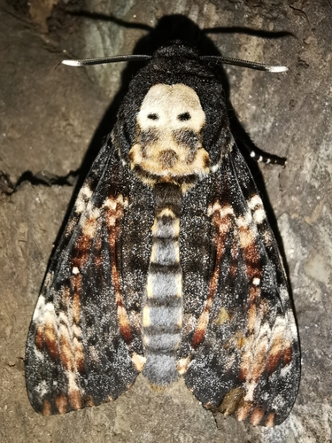 Acherontia atropos