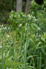 Allium siculum