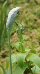 Allium siculum
