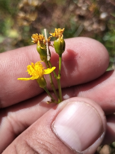 Image of Coreocarpus dissectus by no rights reserved