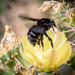 Bombus morio - Photo (c) Eden Fontes, some rights reserved (CC BY-NC), uploaded by Eden Fontes