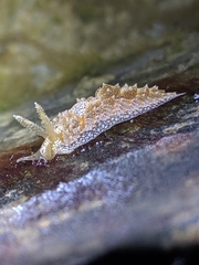 Baeolidia australis