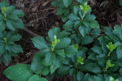 Pachysandra