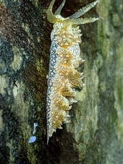 Baeolidia australis