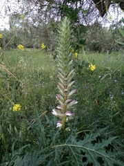 Acanthus spinosus