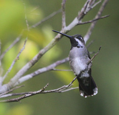 Heliomaster longirostris