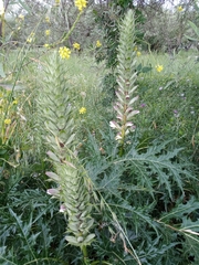 Acanthus spinosus