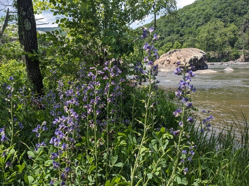 Baptisia australis