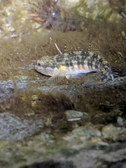Tridentiger trigonocephalus