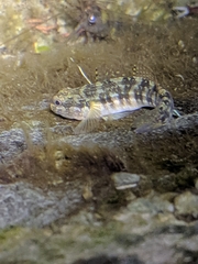 Tridentiger trigonocephalus