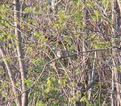 Muscicapa dauurica