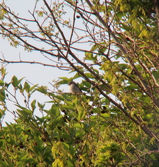 Muscicapa dauurica
