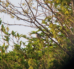 Muscicapa dauurica