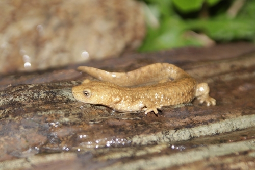 Pyrenean Newt, Calotriton asper