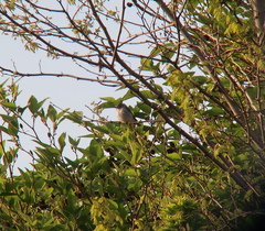 Muscicapa dauurica