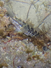 Tridentiger trigonocephalus