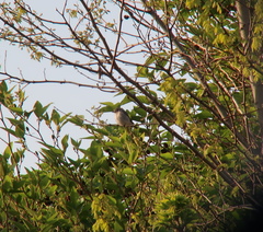 Muscicapa dauurica