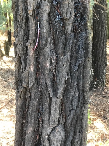 Eucalyptus sideroxylon