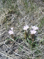 Claytonia