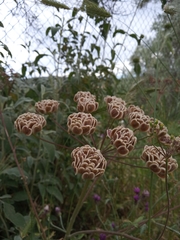 Leiotulus aureus