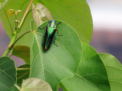 Chrysochroa fulgidissima