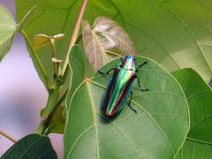 Chrysochroa fulgidissima