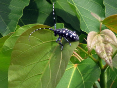 Anoplophora macularia
