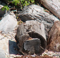 Muscicapa dauurica