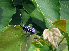 Anoplophora macularia