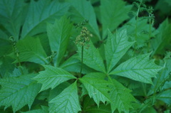 Rodgersia podophylla