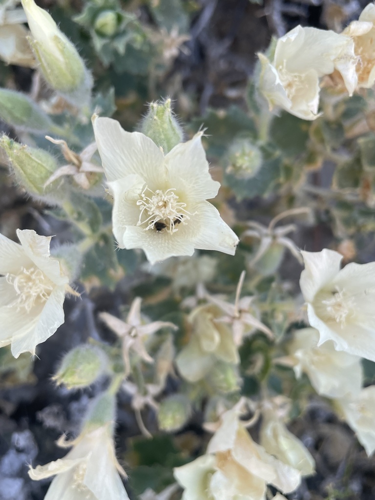 Desert stingbush (Eucnide urens)