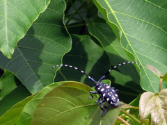 Anoplophora macularia