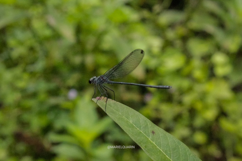 Mnesarete grisea