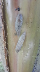 Limax conemenosi