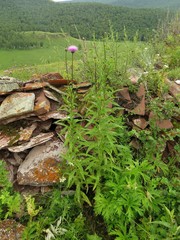 Cirsium serratuloides