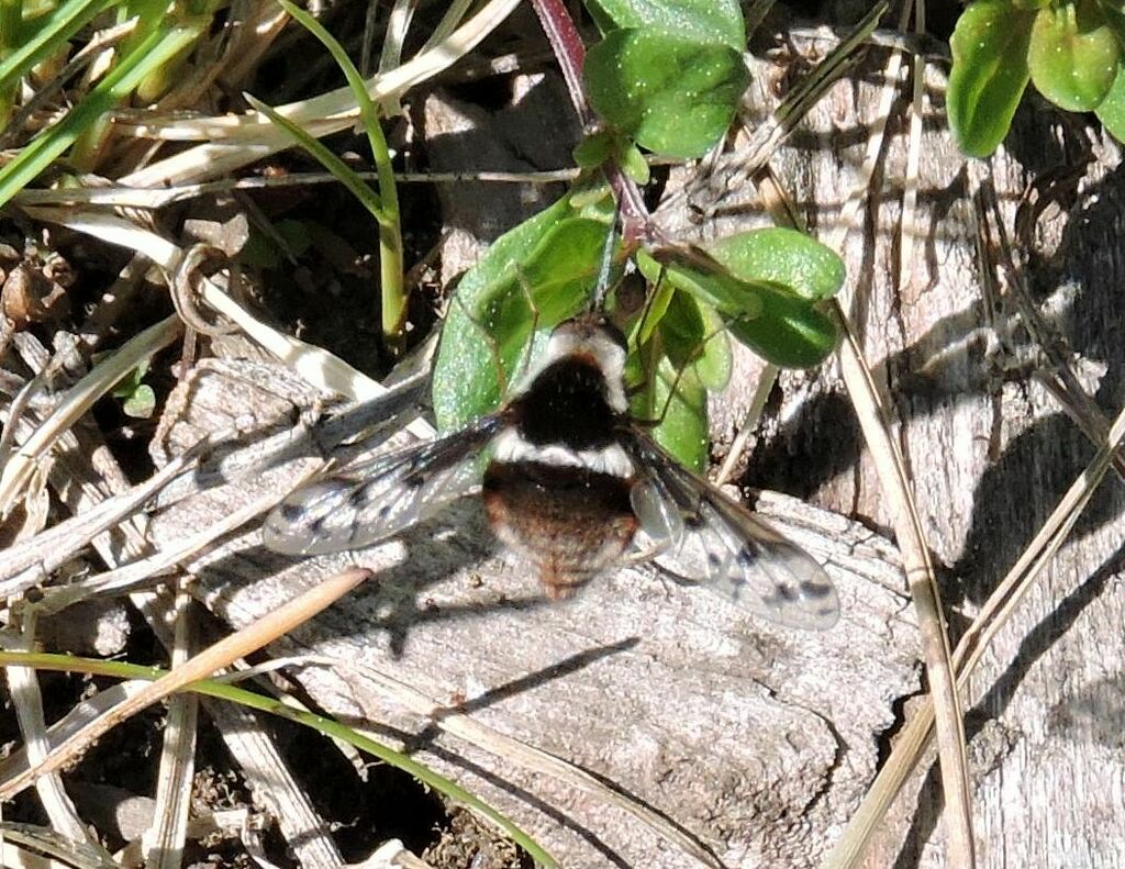 Pygmy Bee Fly from Rimouski, QC, Canada on May 26, 2024 at 03:18 PM by ...