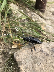 Anoplophora chinensis