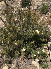 Cistus clusii
